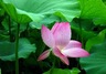 王丽娟