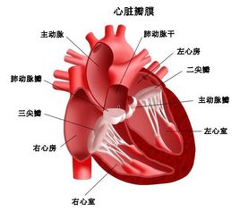 心脏瓣膜手术