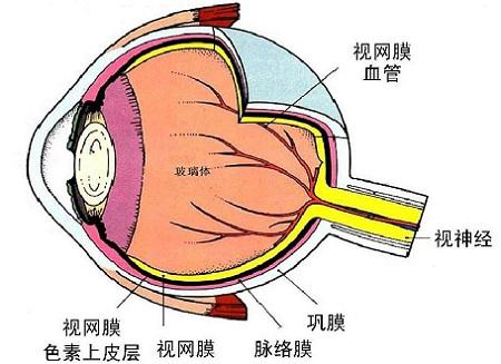 视网膜变性