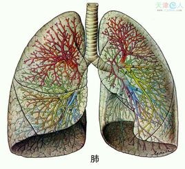 肺肿瘤