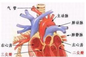 三尖瓣闭锁